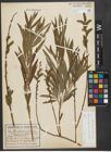 Foto von Salix purpurea L. x Salix viminalis L.